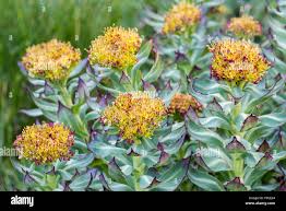 Attēlu rezultāti vaicājumam “Rhodiola rosea flower”