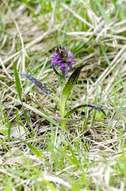 Attēlu rezultāti vaicājumam “Dactylorhiza cruenta flower”