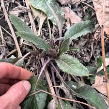 Attēlu rezultāti vaicājumam “Hesperis matronalis leaf”