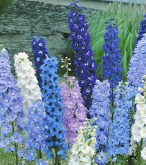 Image result for Rittersporn