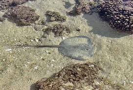 Image result for Styracura pacifica