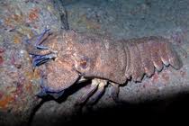 Image result for Scyllarides latus