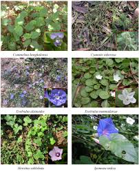 Attēlu rezultāti vaicājumam “Commelinaceae”