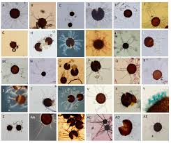 Attēlu rezultāti vaicājumam “Erysiphe galeopsidis”