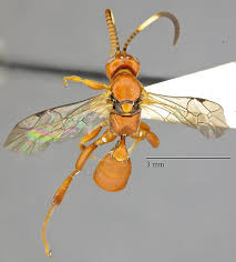 Attēlu rezultāti vaicājumam “Ichneumonidae”