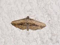 Attēlu rezultāti vaicājumam “Horisme vitalbata”