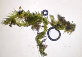 Attēlu rezultāti vaicājumam “Cephalozia bicuspidata”