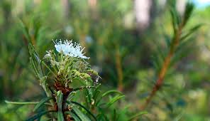 Attēlu rezultāti vaicājumam “Ledum palustre leaf”