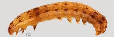 Attēlu rezultāti vaicājumam “Agrochola litura imago”