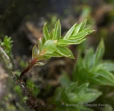 Attēlu rezultāti vaicājumam “Mnium lycopodioides”