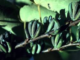 Attēlu rezultāti vaicājumam “Cercidiphyllum japonicum fruit”