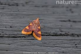 Attēlu rezultāti vaicājumam “Hypsopygia costalis”