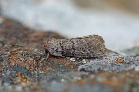 Attēlu rezultāti vaicājumam “Tethea or”