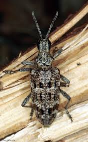 Attēlu rezultāti vaicājumam “Rhagium inquisitor”