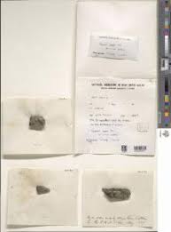 Attēlu rezultāti vaicājumam “Verrucaria hydrela”