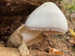 Attēlu rezultāti vaicājumam “Volvariella bombycina”