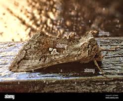 Attēlu rezultāti vaicājumam “Syngrapha interrogationis”