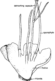 Attēlu rezultāti vaicājumam “Anthocerotopsida”