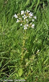 Attēlu rezultāti vaicājumam “Cardamine amara”