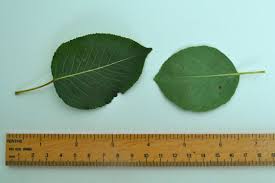 Attēlu rezultāti vaicājumam “Pyrus communis leaf”