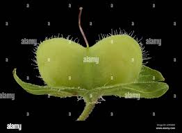 Attēlu rezultāti vaicājumam “Veronica persica fruit”