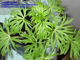 Attēlu rezultāti vaicājumam “Aconitum napellus leaf”