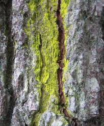 Attēlu rezultāti vaicājumam “Chrysothrix candelaris”