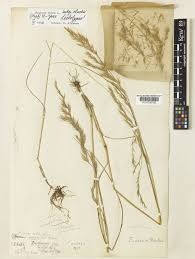 Attēlu rezultāti vaicājumam “Festuca rubra subsp. rubra fruit”