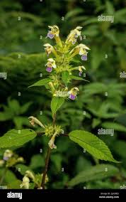 Attēlu rezultāti vaicājumam “Galeopsis speciosa leaf”
