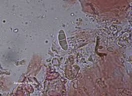 Attēlu rezultāti vaicājumam “Fellhanera subtilis”