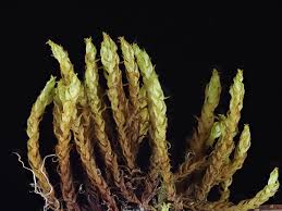 Attēlu rezultāti vaicājumam “Didymodon fallax var. brevifolius”