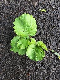 Attēlu rezultāti vaicājumam “Ulmus x hollandica leaf”