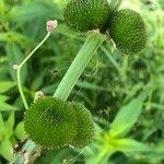 Attēlu rezultāti vaicājumam “Sagittaria sagittifolia fruit”