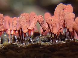 Attēlu rezultāti vaicājumam “Arcyria denudata”