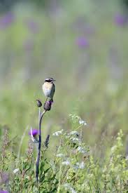 Attēlu rezultāti vaicājumam “Saxicola rubetra adult”