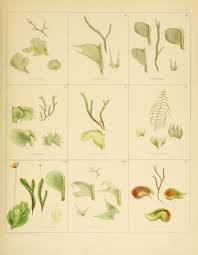 Attēlu rezultāti vaicājumam “Jungermannia sphaerocarpa”