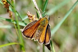Attēlu rezultāti vaicājumam “Thymelicus sylvestris underside”