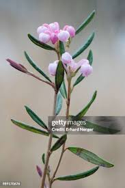 Attēlu rezultāti vaicājumam “Andromeda polifolia bud”