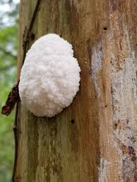 Attēlu rezultāti vaicājumam “Reticularia lycoperdon”