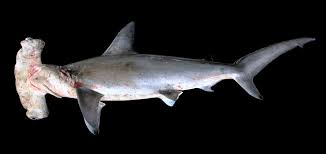 Image result for Sphyrna lewini