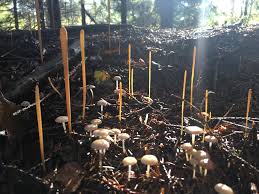 Attēlu rezultāti vaicājumam “Macrotyphula juncea”