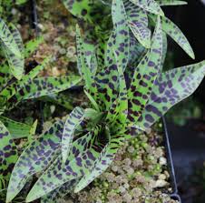 Attēlu rezultāti vaicājumam “Dactylorhiza maculata”