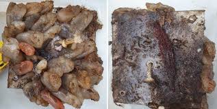 Image result for Myzopsetta ferruginea