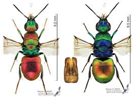 Attēlu rezultāti vaicājumam “Hedychrum sp.”