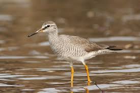 Image result for Tringa brevipes