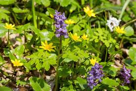 Attēlu rezultāti vaicājumam “Corydalis cava flower”