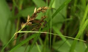 Attēlu rezultāti vaicājumam “Blysmus compressus leaf”