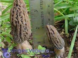 Attēlu rezultāti vaicājumam “Comatricha meandrispora spores”