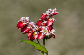 Attēlu rezultāti vaicājumam “Fagopyrum esculentum leaf”