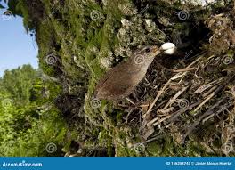 Attēlu rezultāti vaicājumam “Troglodytes troglodytes nest”